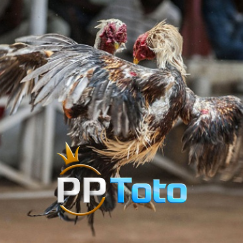 Sabung ayam PPTOTO memang sebuah pertunjukan yang seru dan mendebarkan, tetapi penting untuk diingat bahwa kegiatan ini juga menimbulkan berbagai kontroversi