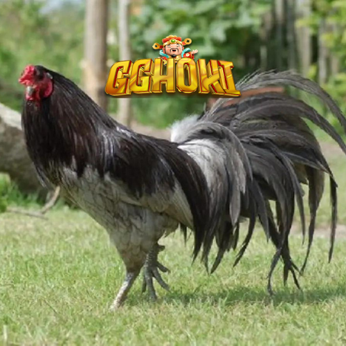 Sabung ayam GGHOKI tetap menjadi salah satu pertunjukan yang paling dinantikan oleh para pelanggan setia di berbagai belahan dunia. Dengan kombinasi sempurna